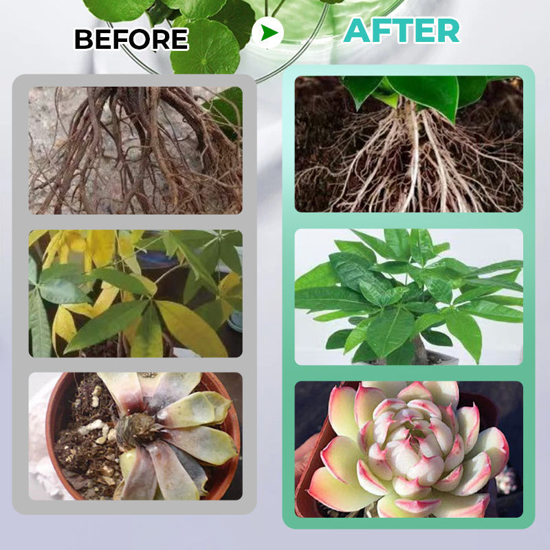 🔥Hydroponic Nutrient Solution For Plant Growth